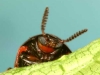 HELP! there's a ladybird after me!